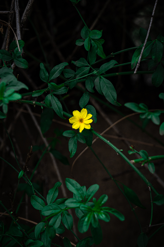 Flor amarela