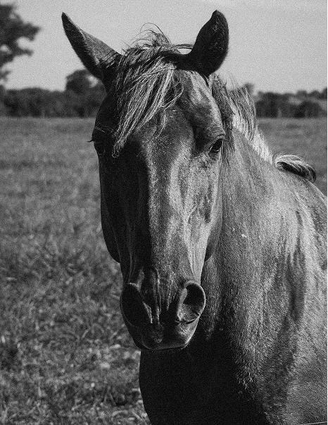 Cavalo Monocromático