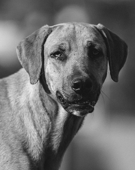 Cachorro Monocromático